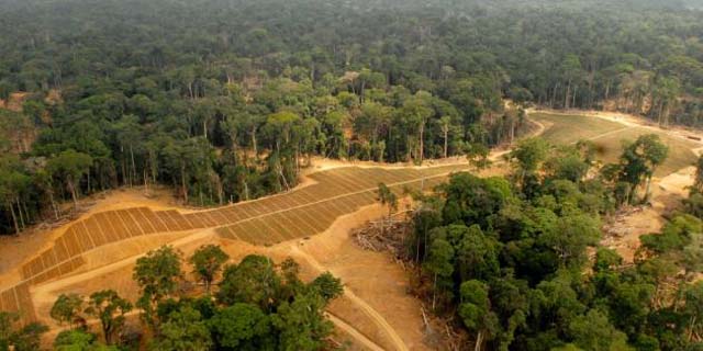 Des champs transformés en plantations de palmiers à huile à Kango, au Gabon - © AFP