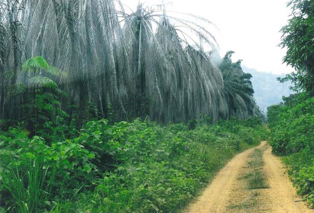 Gabonreview.com - Ancienne plantation de palmiers à huile à Zilé, Gabon © Croissance Saine et Environnement