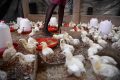 La présidence valide le développement et l’installation des noyaux avicoles en milieux villageois, projet initié par le gouvernement en partenariat avec la FAO. © medium.com