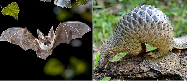 Le Coronavirus c'est le mariage d'un pangolin avec une chauve