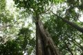 Les plus grands arbres du Gabon dépassent les 60 mètres de haut, ce sont des géants vivants et respirants qui dominent les forêts tropicales. © Pierre Terdjman /AFD