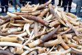 Les douanes camerounaises ont interceptés 636 kg d’ivoire en provenance du Gabon (illustration). © D.R.