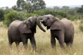 Selon Lee White, le braconnage a décimé 1/3 de la population d’éléphants au Gabon au cours des 15 dernières années. © Le Monde