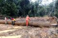 La directrice des Eaux et Forêts du Moyen-Ogooué et trois de ses agents ont été arrêtés le 12 décembre par les éléments de la DGR. © D.R.