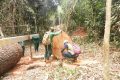 Selon un rapport de Conservation Justice, plusieurs exploitants forestiers de près de Fougamou, s’agissant notamment des valeurs mercuriales. © D.R.