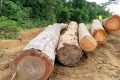 L’ONG Conservation Justice a épinglé deux entreprises forestières hors-la-loi à Fougamou. © D.R.