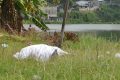 Le corps de Dan, élève en première dans un lycée de Nzeng-Ayong, repêché dans les eaux du lac, le 10 février 2021. © Gabonreview