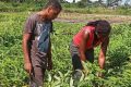 Un projet pour la préparation de la nouvelle génération d'agripreneurs. © IDRC Africa