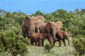 Les espèces d’éléphants d’Afrique inscrits dans la liste rouge de l’IUCN, comprenant désormais 134 425 espèces dont 37 480 sont menacées d’extinction. © animaux-animal