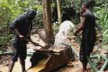 Une centaine d'orpailleurs illégaux a récemment été interpelée au Gabon 'image d'illustration). © D.R.