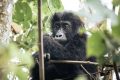 Pour la première fois, un bébé gorille est né en milieu naturel de deux parents réintroduits au Gabon. © geo.fr