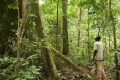 Quatre compagnies de bois du Gabon, s’engagent dans la gestion et le commerce durables des forêts. © D.R.