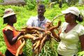 Les virus du manioc menacent la sécurité alimentaire. © USAID