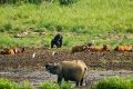 Le Parc national de l’Ivindo, riche de sa diversité faunique et florale, devient la deuxième réserve gabonaise à être inscrite sur la prestigieuse liste du Patrimoine mondial de l’Unesco après le parc national de la Lopé, en 2007. © D.R.