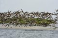 Le parc national d’Akanda, au Gabon dédié à l’observation des oiseaux. © ANPN