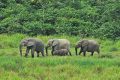 Les éléphants de forêts protégés en partie par la faiblesse du réseau routier, dont seulement 20% estimé à 10 000 km est praticable. © mongabay.com