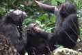 Suzee, Sassandra et Olive. ©Tobias Deschner_Ozouga/ Chimpanzee Project