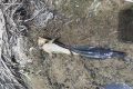 Des poissons morts de la rivière Iroungou dans la province de la Ngounié. © D.R.