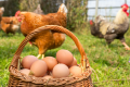 La vente de volaille et d'œufs autorisée hors du Komo-Mondah. © D.R.