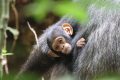 A travers ce projet, les initiateurs entendent soutenir l'avenir des chimpanzés, comme le bébé Iboga. ©Tobias Deschner_Ozouga/ Chimpanzee Project