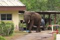 Des éléphants mâles adultes seront abattus pendant les battues administratives dans
l’Ogooué-Ivindo. © Botjesfotookes.nl