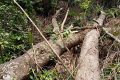 Rendu en forêt pour une partie de chasse, il est tué par la chute d’un okoumé à Mabouriga.
(Illustration). © Facebook /iphametra
