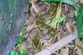 Le python qui s'est invité dans le jardin du ministre Lee White. © Photo personnelle (Twitter)