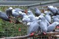 112 perroquets gris du Gabon destinés à la vente, viennent d’être saisis entre Dakar et Abidjan par Interpol. © D.R.
