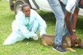 Le Gabon va se doter d’un cadre juridique adapté à la prise en charge de la santé animale. © D.R.