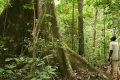 L’Aganor va élaborer une norme sur la gestion durable des forêts au Gabon. © D.R.