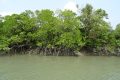 Le Gabon préoccupé par la menace sur ses mangroves. © D.R.