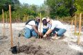 Le directeur général, Mathieu Thabault, et quelques employés de Maurel & Prom Gabon, plantant des pousses de mangroves. © Gabonreview