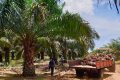 Ramassage des régimes de noix de palme dans une palmeraie. © D.R.