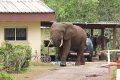 Une image illustrant au Gabon, le conflit homme-éléphant. © D.R.