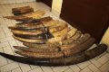 19 pointes d’ivoire et 4 morceaux d’ivoire totalisant un poids de 120 kg saisis aux membres du réseau. © Conservation Justice