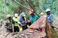 Les entreprises du secteur forestier disposent d’un délai de six mois pour adopter le Système national de traçabilité du bois du Gabon. © agence-foretbois.com/