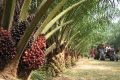 L’indice de la récolte des régimes de palme s’est apprécié de 21,6% au second trimestre 2023 au Gabon. © Palmafrique.com