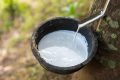 La production de Caoutchouc humide a bondi de 12,3% sur l’année 2023, en raison du bon rendement des plantations d’Olam Rubber Gabon. © D.R.