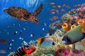 Le Gabon acte sa volonté de contribuer à la préservation des écosystèmes marins au-delà de ses frontières nationales. © D.R.