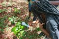 Utilisation de l’application Pl@ntNet sur une plante, le 27 mai 2025. © GabonReview