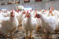 Le Gabon met fin aux importations de poulet de chair dès 2027. © D.R.