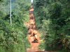 Entre infrastructures fragiles et ambitions industrielles, le bois gabonais avance sur une ligne de crête. © D.R.