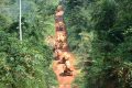 Entre infrastructures fragiles et ambitions industrielles, le bois gabonais avance sur une ligne de crête. © D.R.