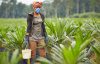 Olam Palm Gabon recrute 315 stagiaires en contrats d’adaptation professionnelle. © Olam Group