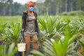 Olam Palm Gabon recrute 315 stagiaires en contrats d’adaptation professionnelle. © Olam Group