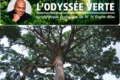 Ce que le Gabon enseigne à travers cet arbre, c’est qu’une nation n’est jamais plus grande que ce qu’elle protège. © GabonReview