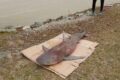 Un requin échoué sur une plage à Libreville, en 2020. © D.R.