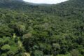 Avec 24 millions d'hectares de forêts sur une superficie totale de 26,8 millions d'hectares, le Gabon n'est devancé que par le Suriname, la Guyane française, la Micronésie et le Laos. © D.R.