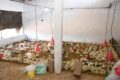 Une ferme avicole au Sénégal. © D.R.
