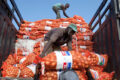 Des hommes déchargeant des sacs d’oignon d'un camion. © Dominic Chavez/Banque mondiale